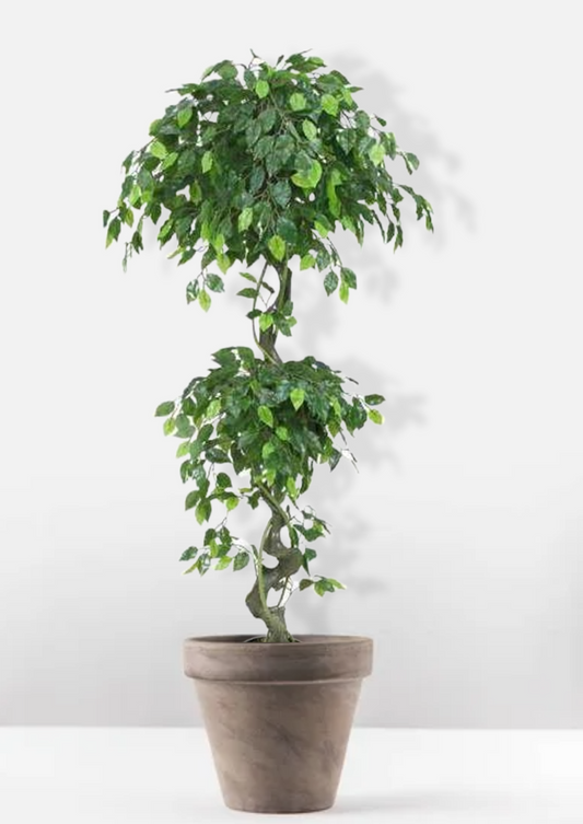 Euroxo Artificial Topiary Panda Ficus - 180 Cm